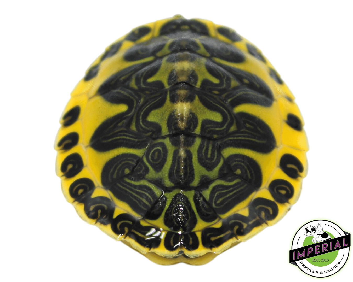Golden Flame Redbelly Turtle Baby — image 2