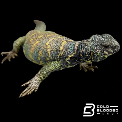 Gorgeous Male Ornate Uromastyx - Uromastyx Ornata