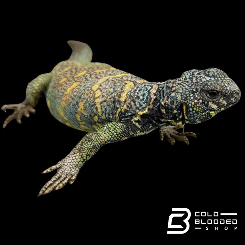 Gorgeous Male Ornate Uromastyx - Uromastyx Ornata — image 2