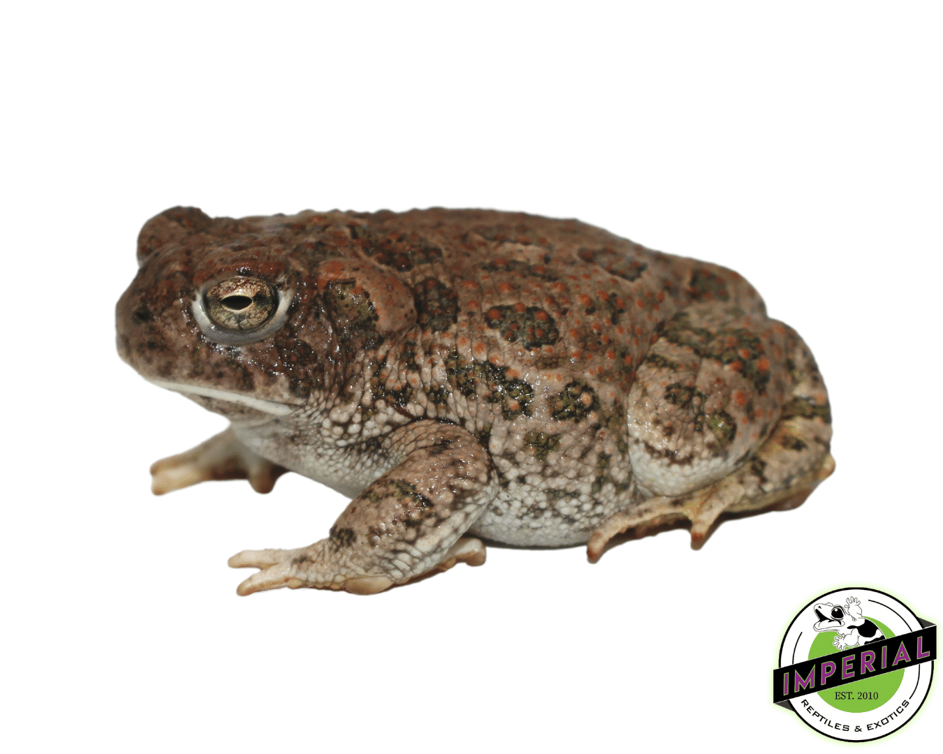 Great Plains Toad — image 2
