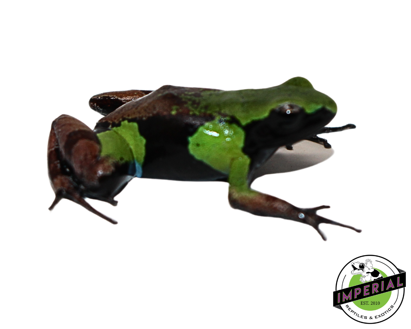 Green and Black Mantella