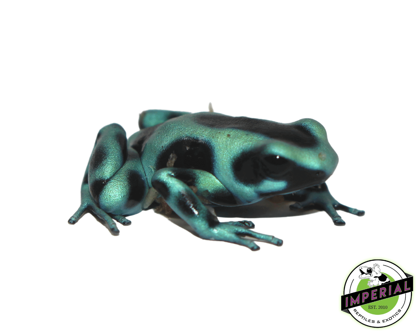 Green & Black Dart Frog (Dendrobates auratus) — image 2