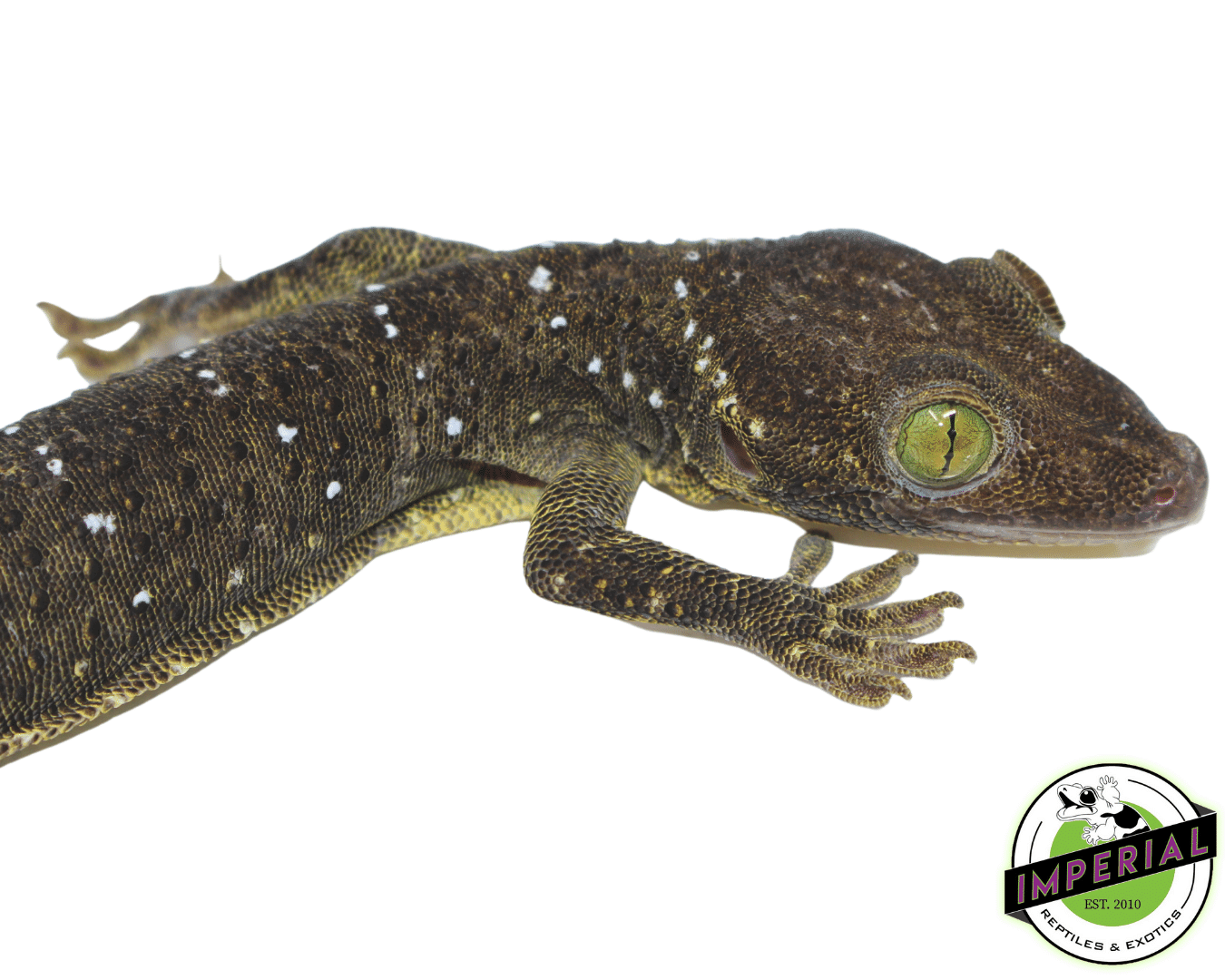 Green Eyed Gecko