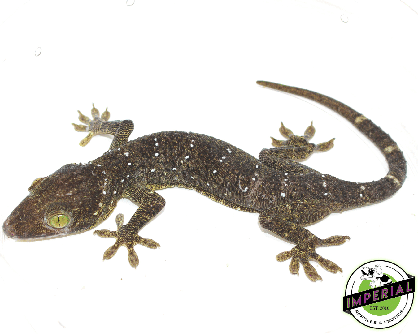 Green Eyed Gecko — image 2