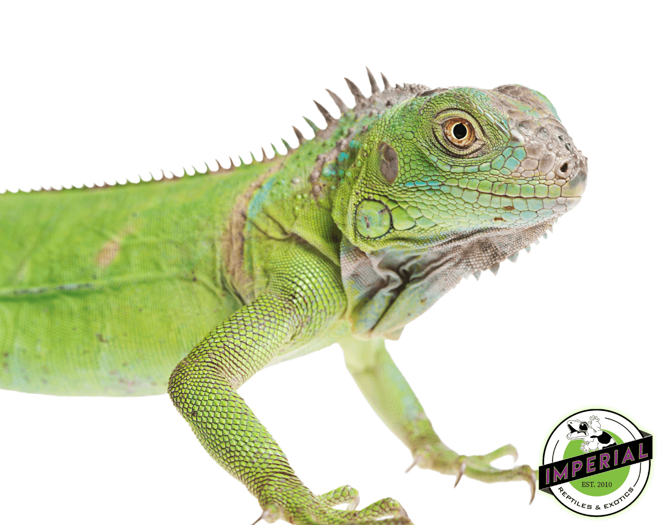 Green Iguana Baby