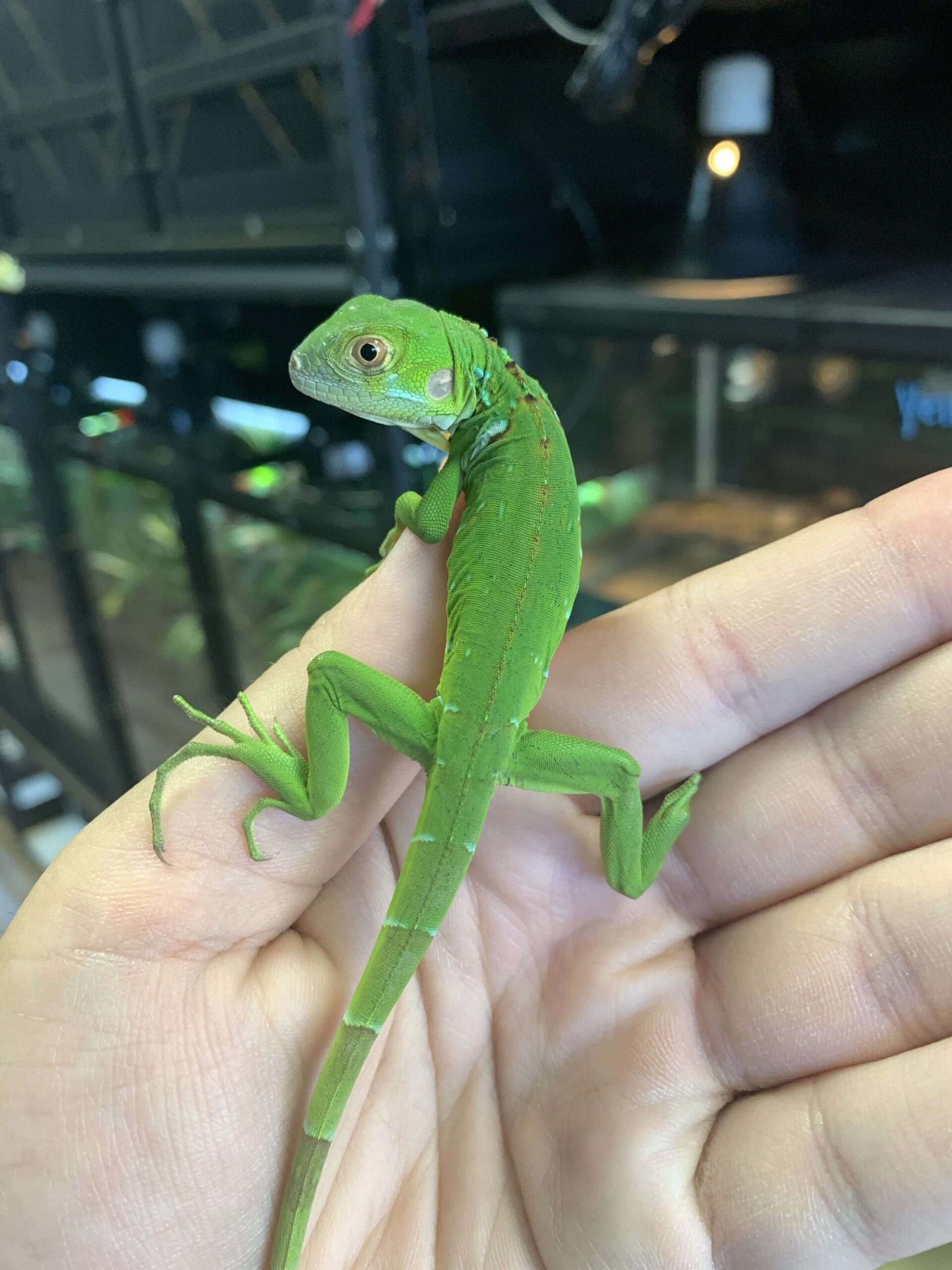 Green Iguana Baby — image 2