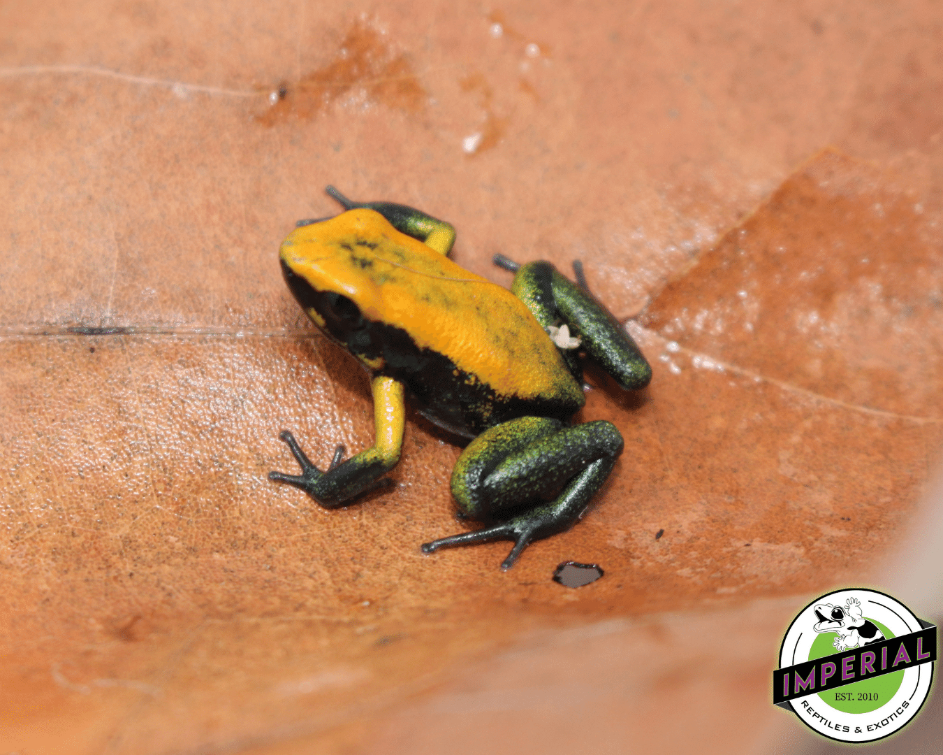'Green Leg' Poison Dart Frog Phyllobates bicolor — image 2
