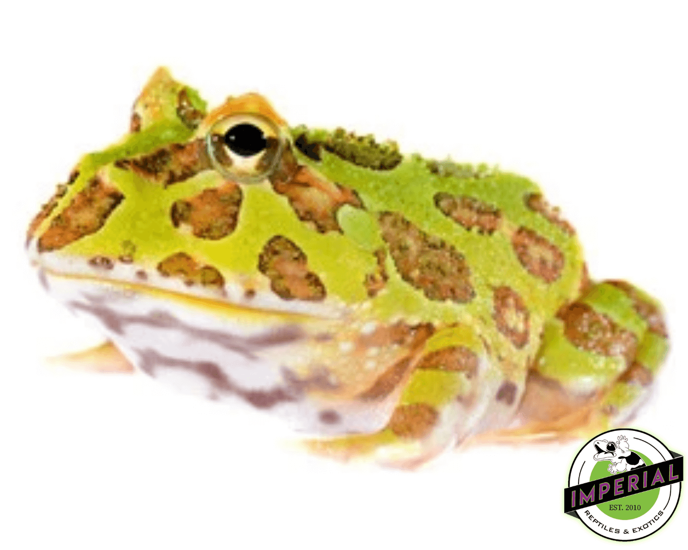 Green PacMan Frog Baby