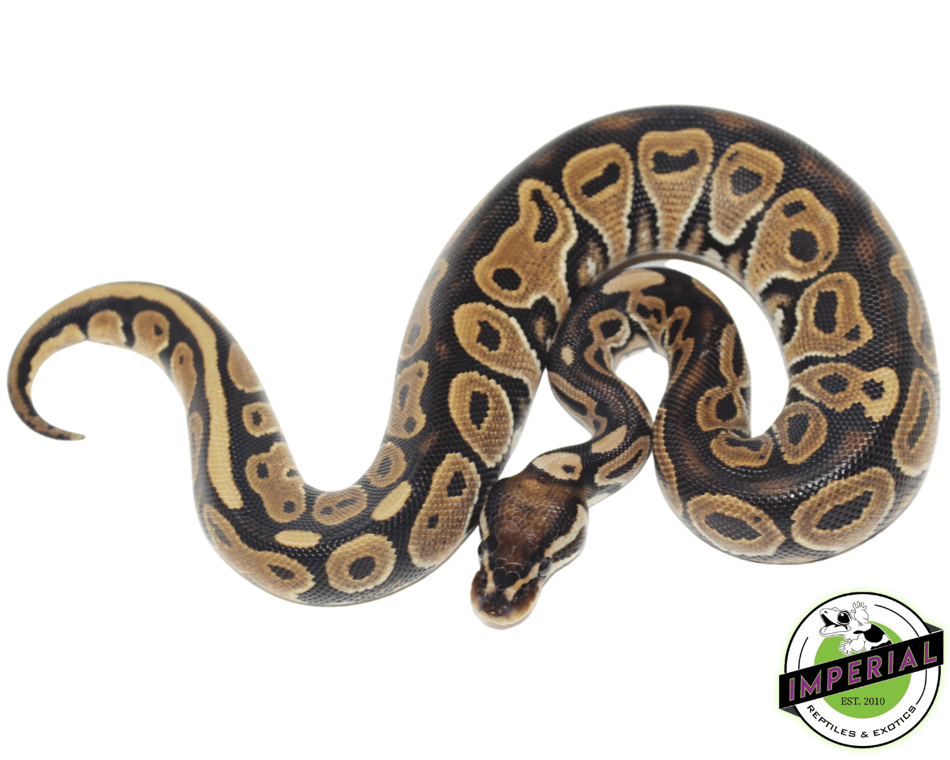 Green Pastel Ball Python Baby