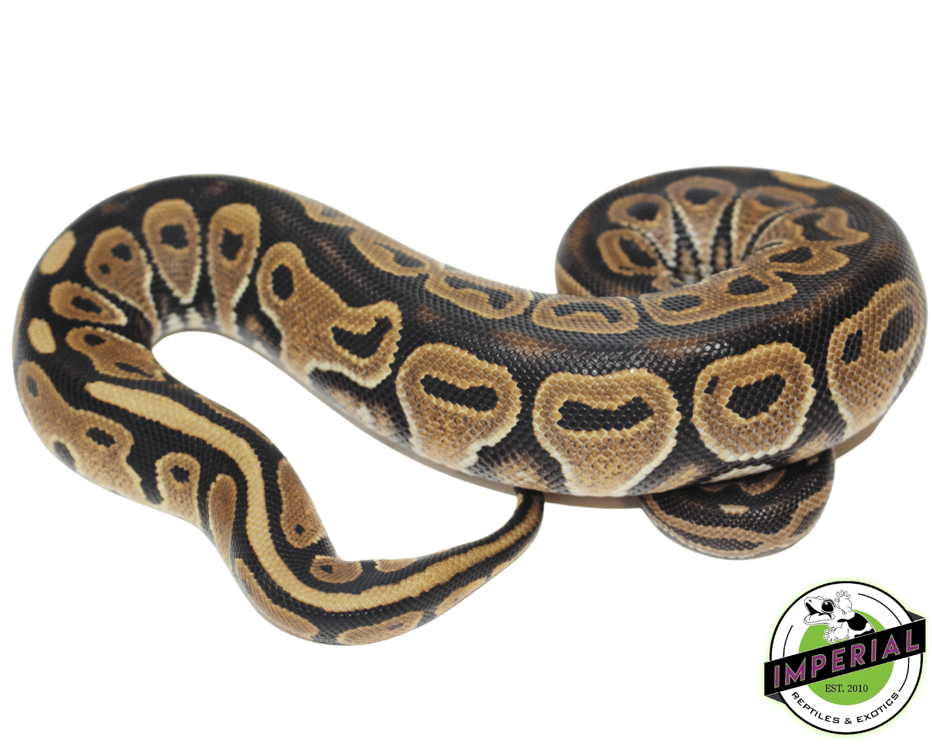 Green Pastel Ball Python Baby — image 2