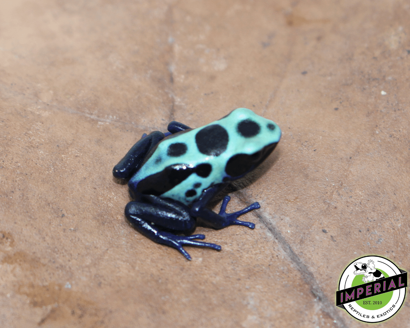 Green Sipaliwini Dyeing Posion Arrow Frog Dendrobates tinctorius