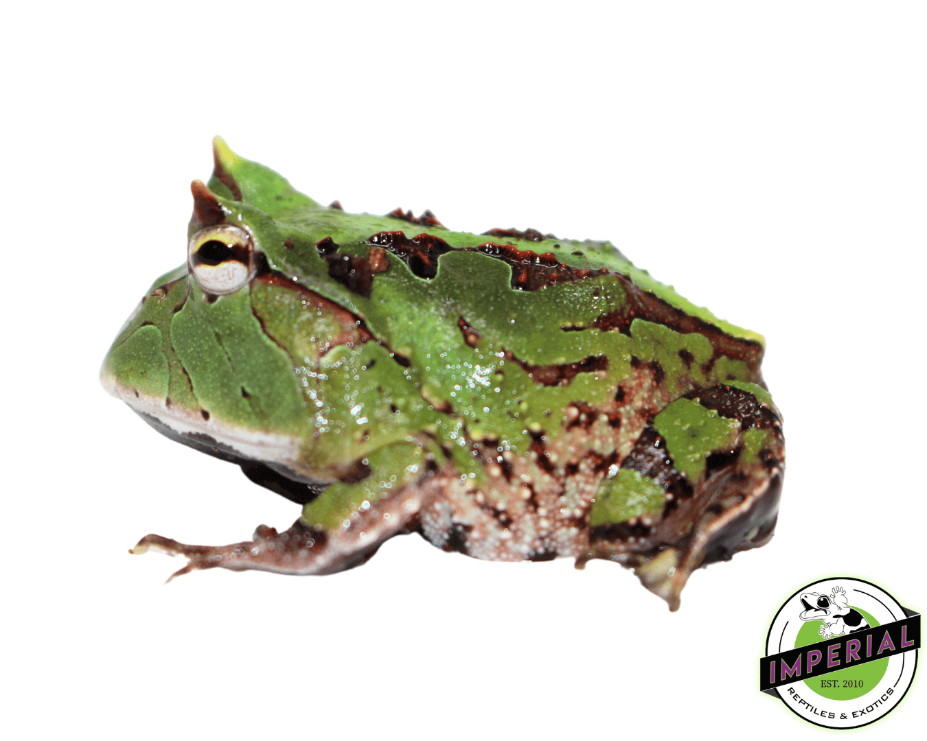 Green Suriname Horned Frog Baby (C. cornuta) — image 2