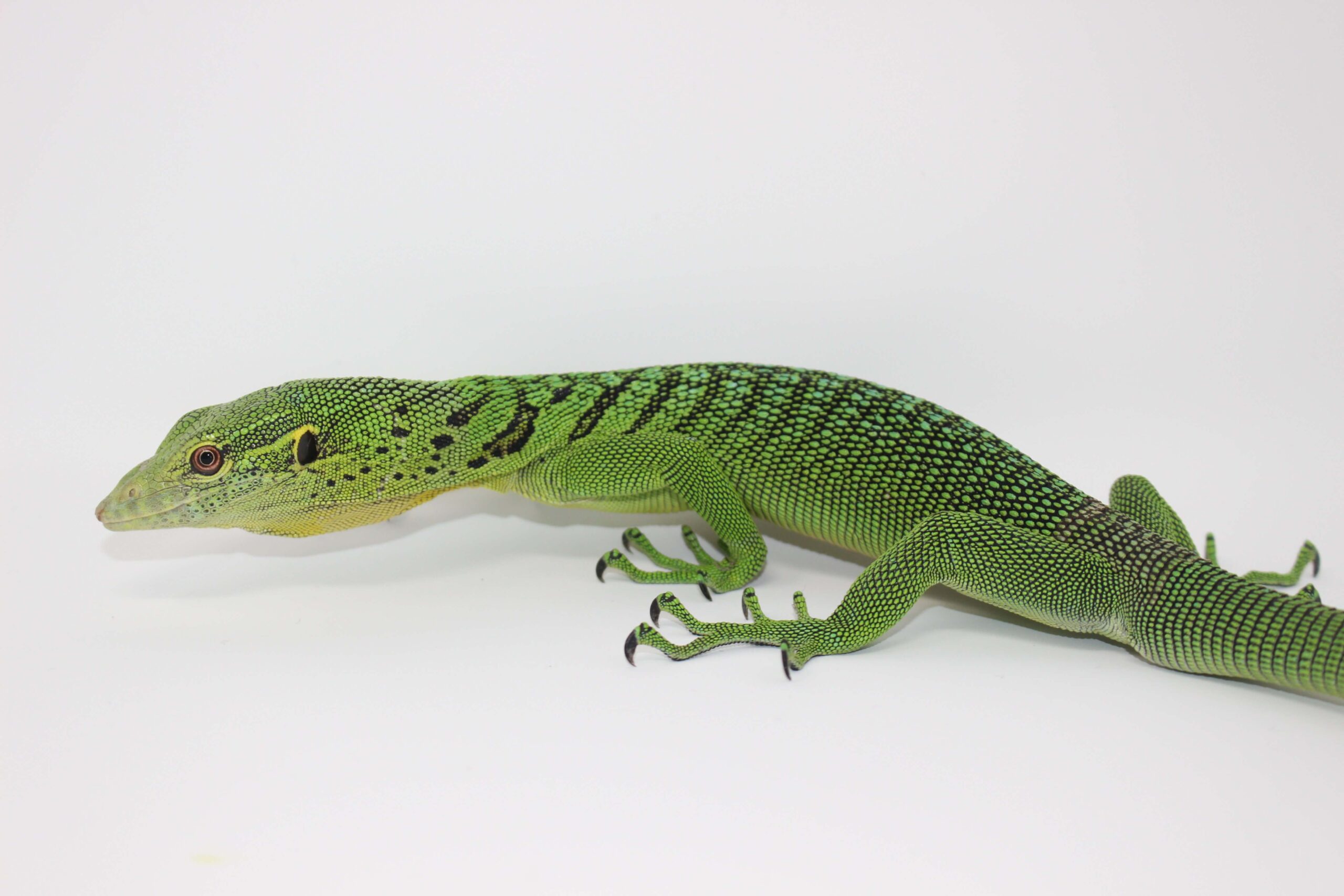 Green Tree Monitor Adult — image 2