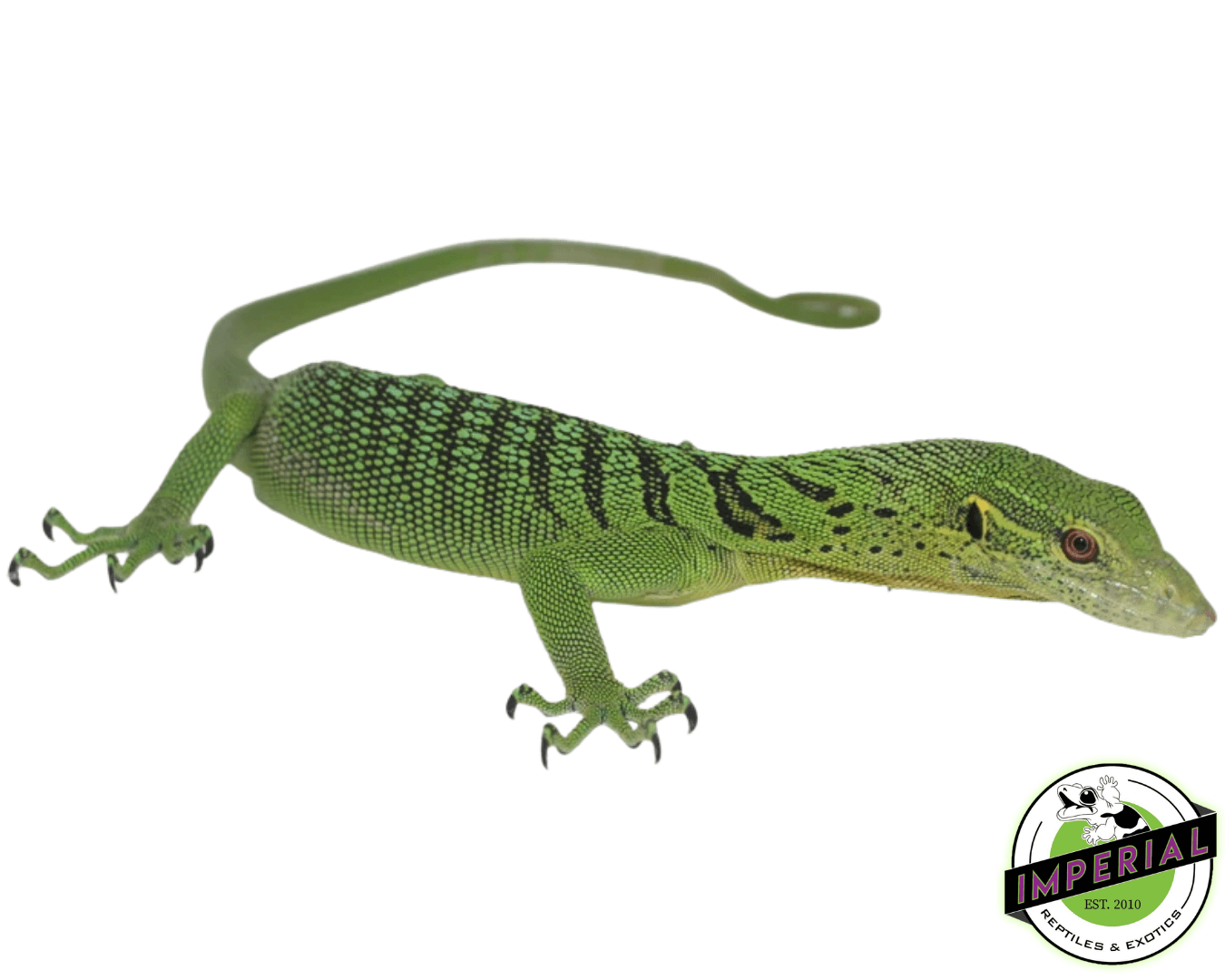 Green Tree Monitor Adult
