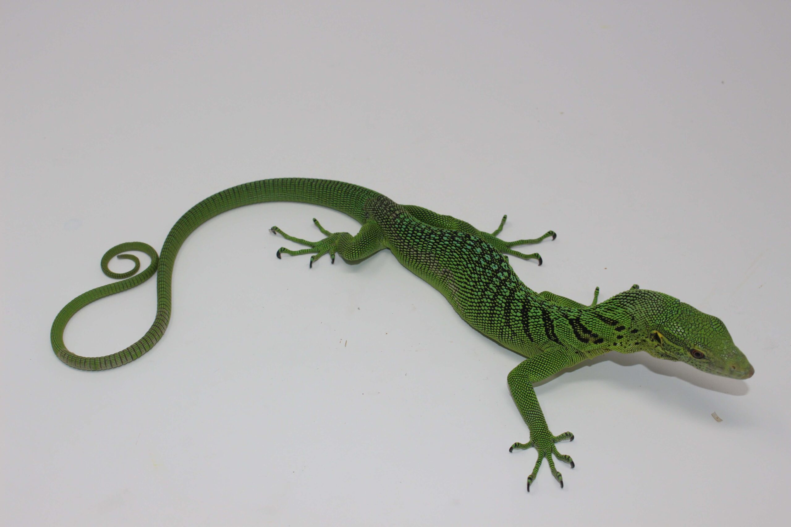 Green Tree Monitor Adult — image 3