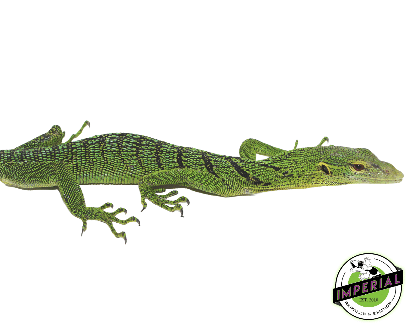 Green Tree Monitor Yearling — image 2