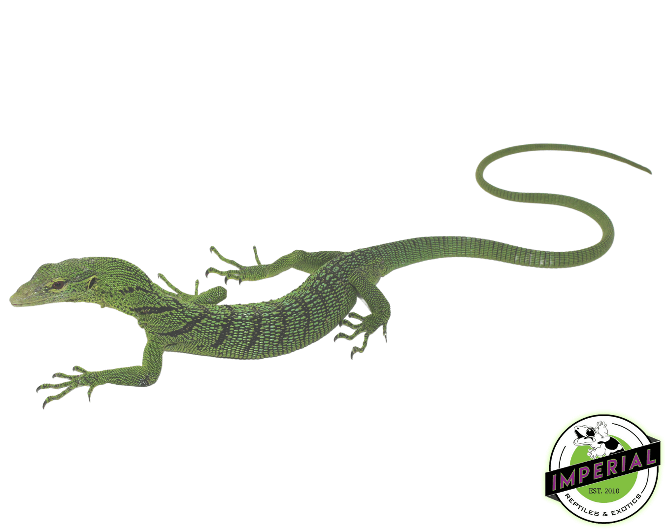 Green Tree Monitor Yearling