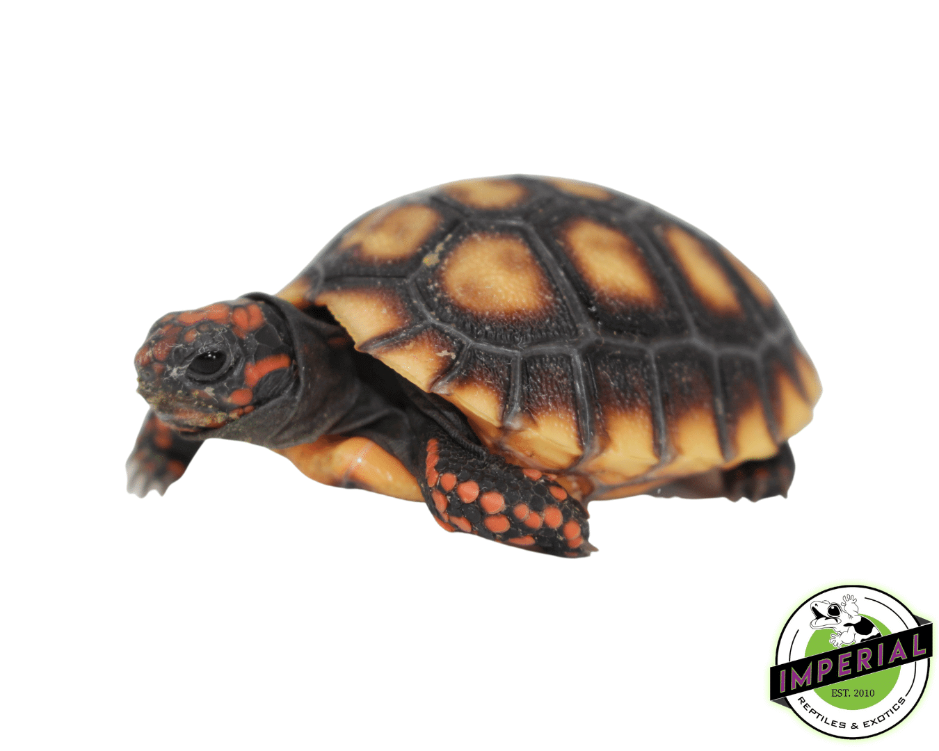 Grenada Island Red Foot Tortoise Baby