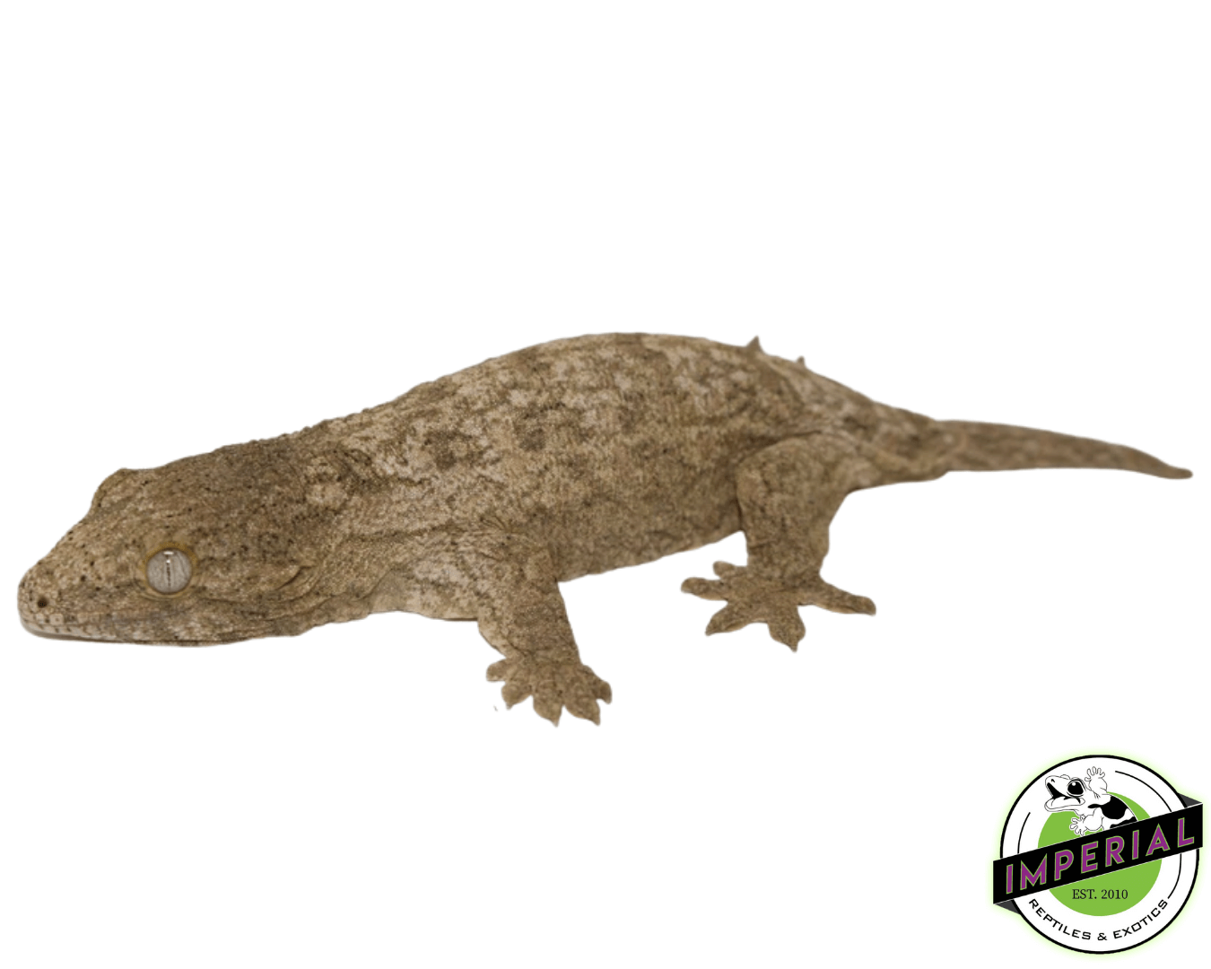 GTx Leachianus Gecko Baby