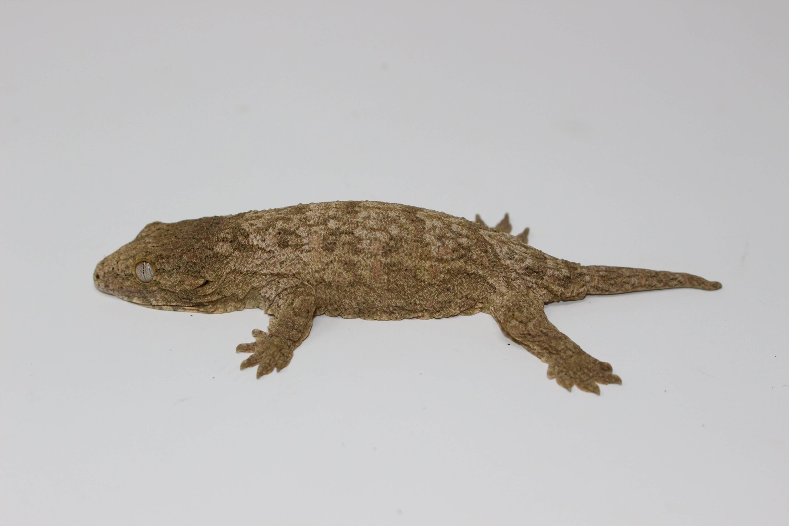 GTx Leachianus Gecko Baby — image 2