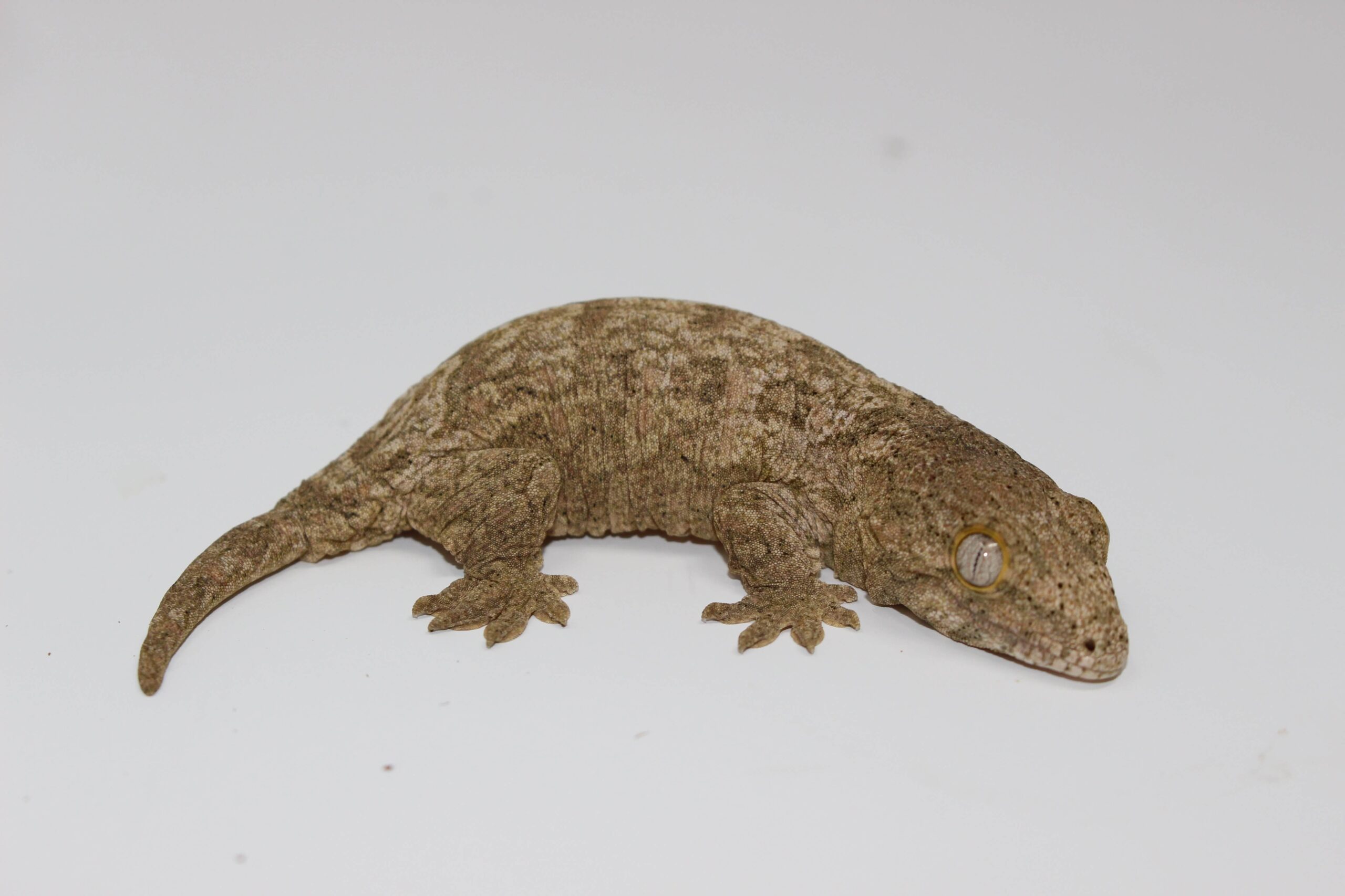 GTx Leachianus Gecko Baby — image 3