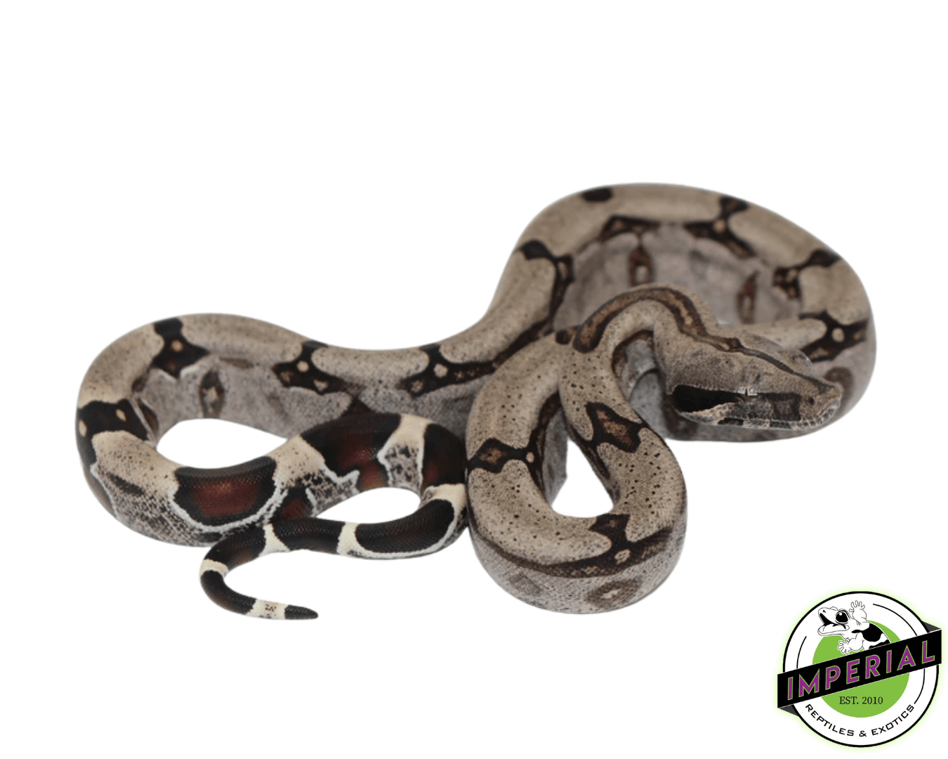 Guyana Red Tail Boa Baby