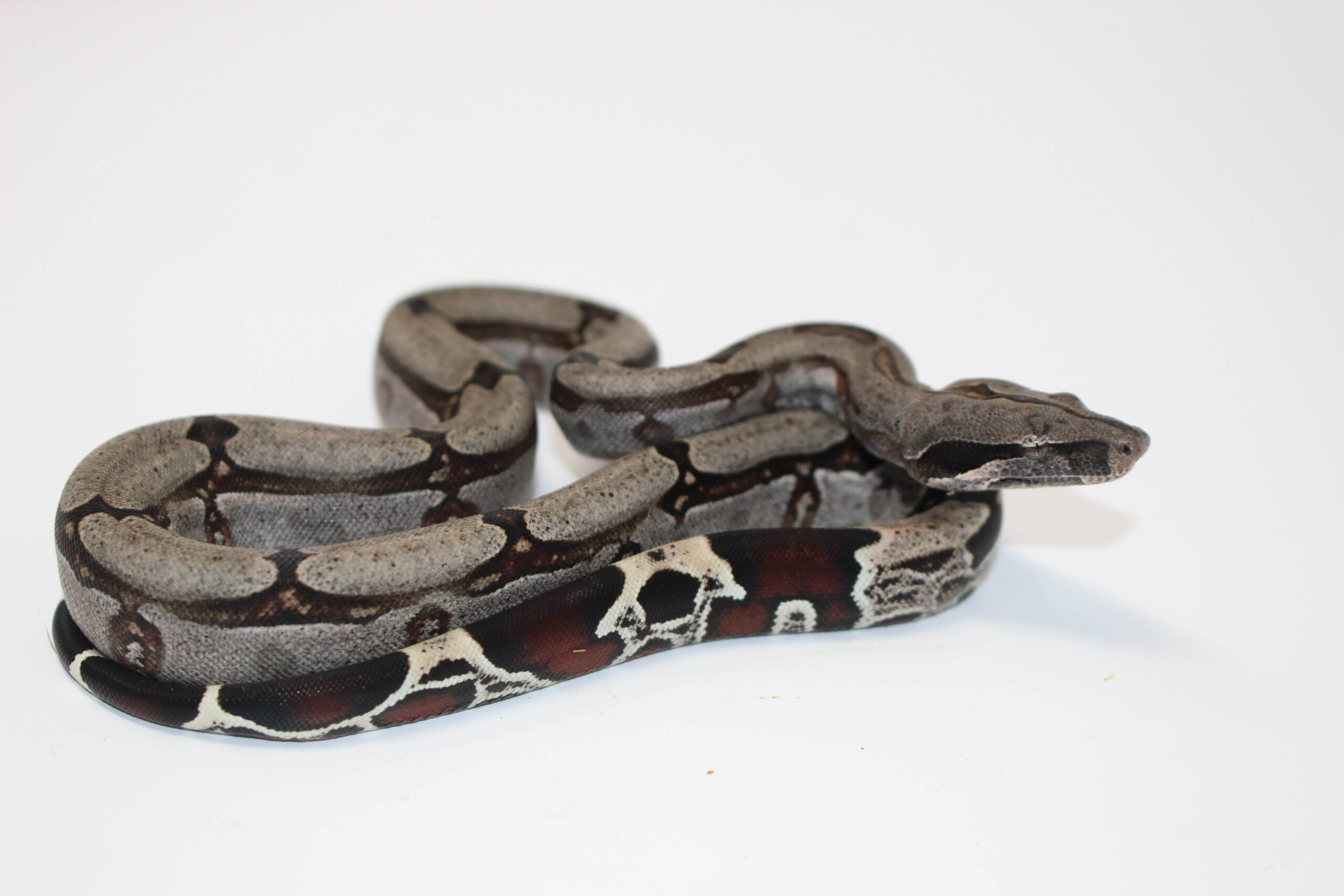 Guyana Red Tail Boa Baby — image 2
