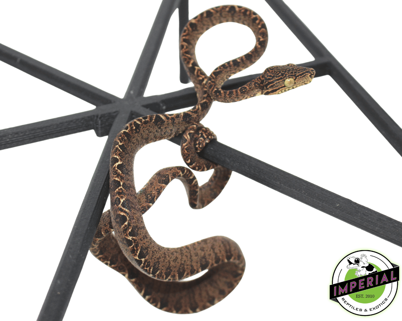Halloween Amazon Tree Boa Baby