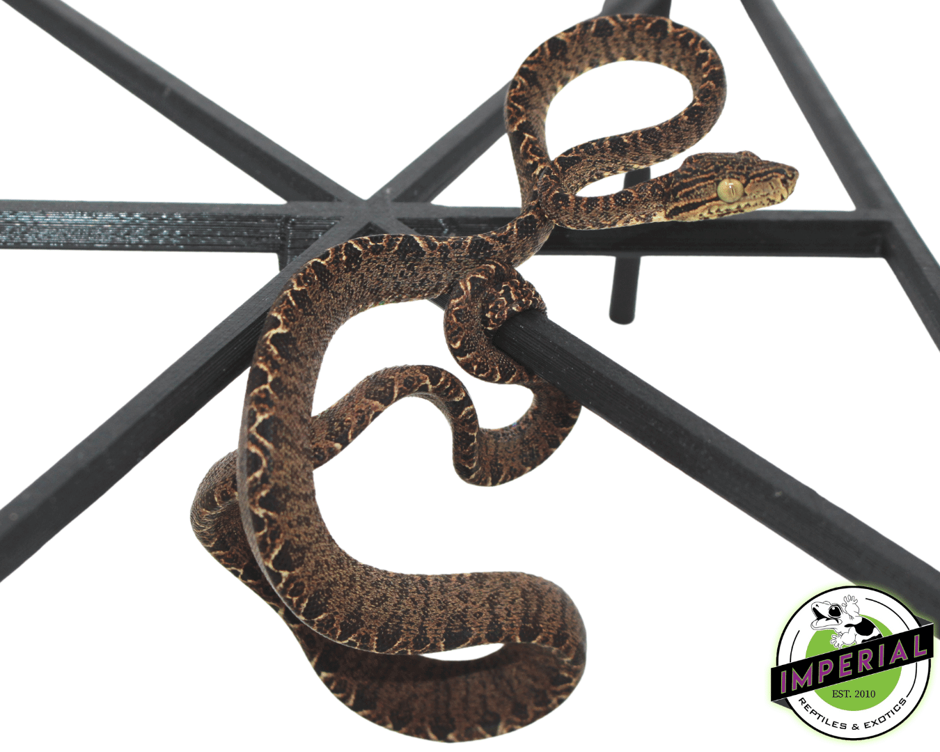 Halloween Amazon Tree Boa Baby — image 2