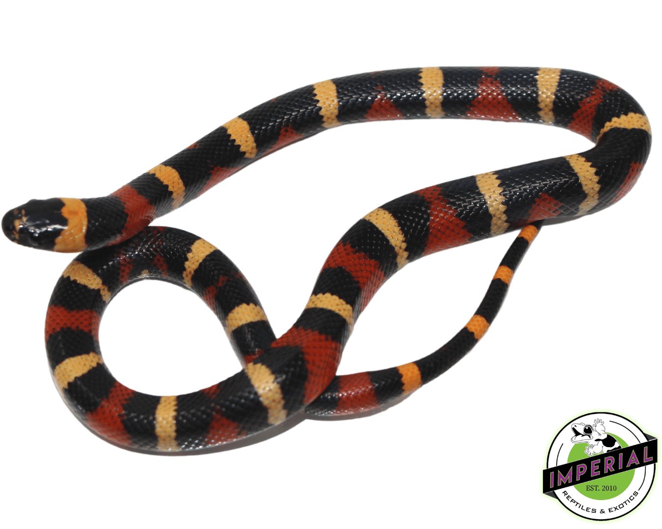 Halloween Pueblan Milksnake Baby — image 2
