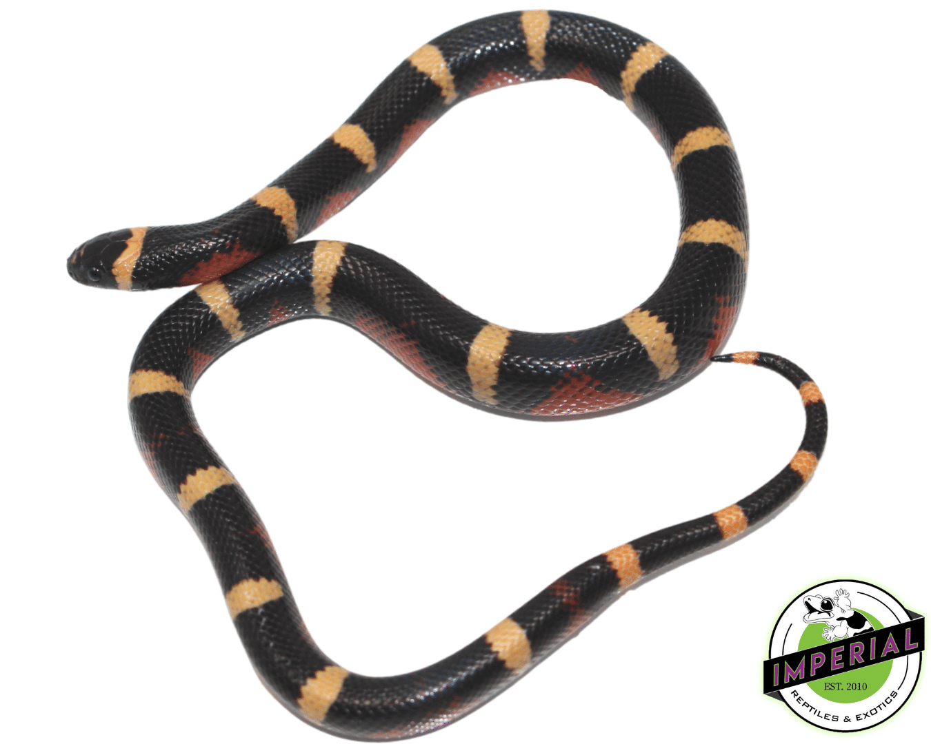 Halloween Pueblan Milksnake Baby — image 3