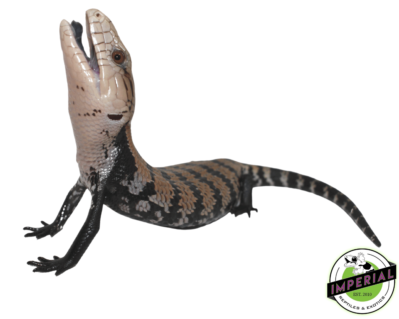 Halmahera Blue Tongue Skink Baby — image 3