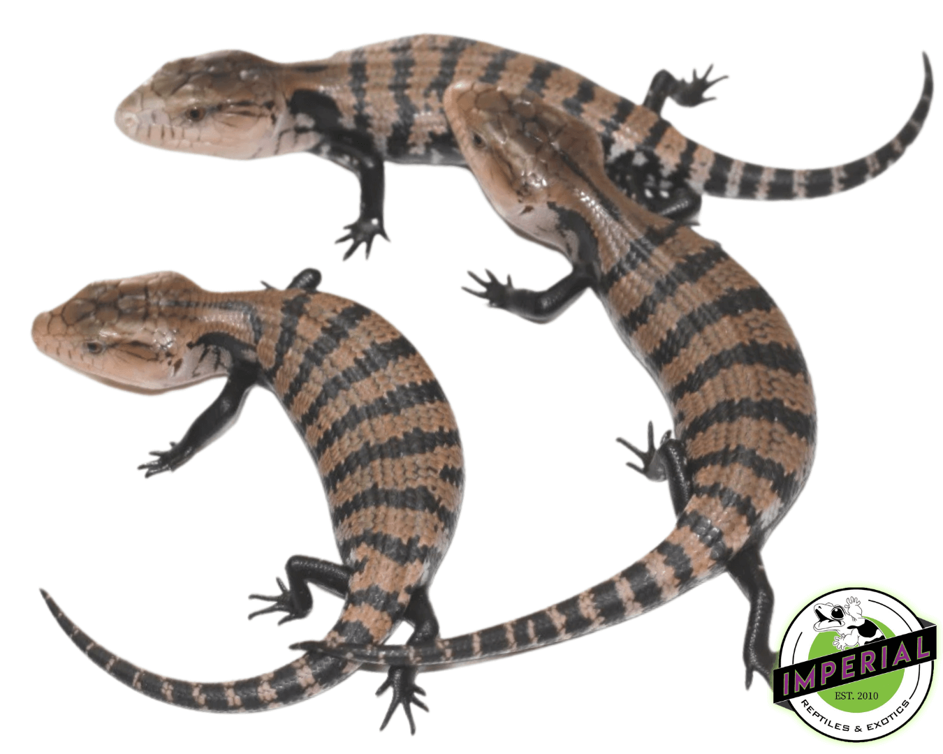 Halmahera Blue Tongue Skink Baby
