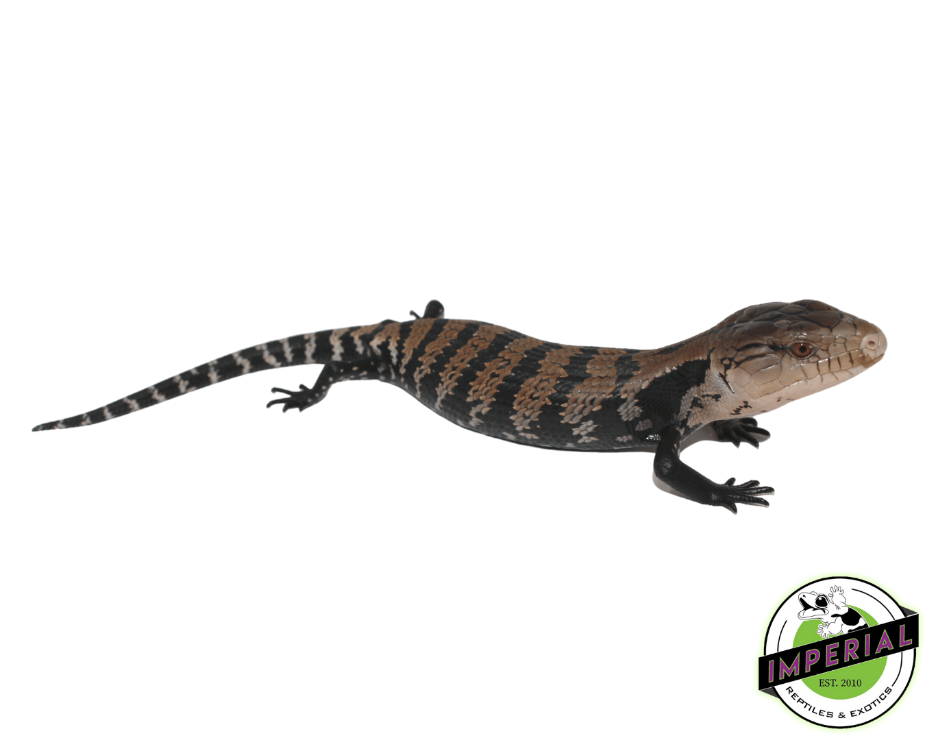 Halmahera Blue Tongue Skink Baby — image 2