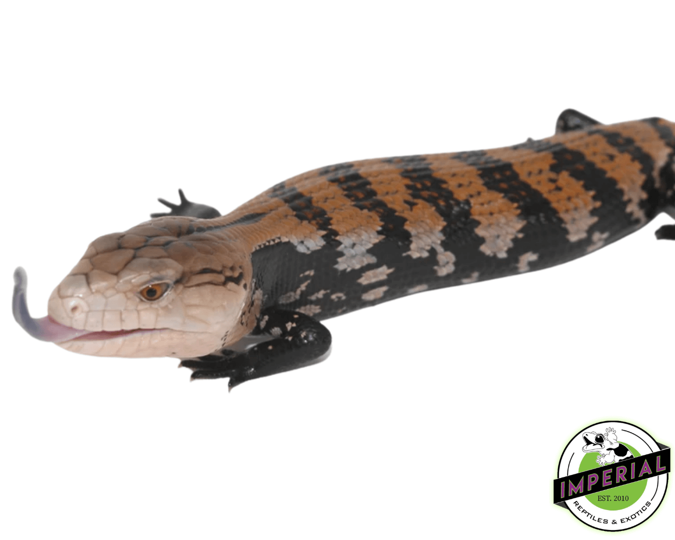 Halmahera Blue Tongue Skink
