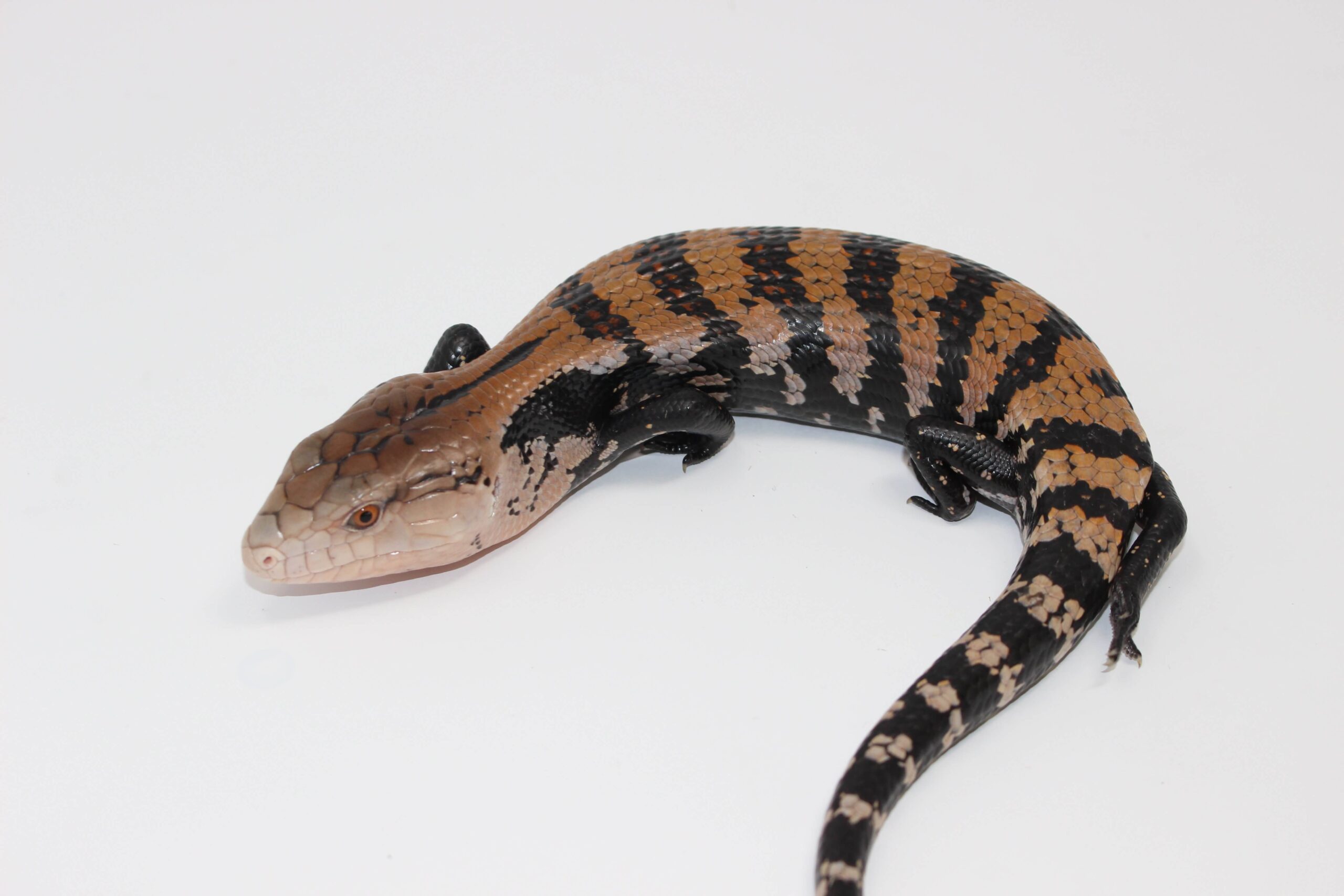 Halmahera Blue Tongue Skink — image 2