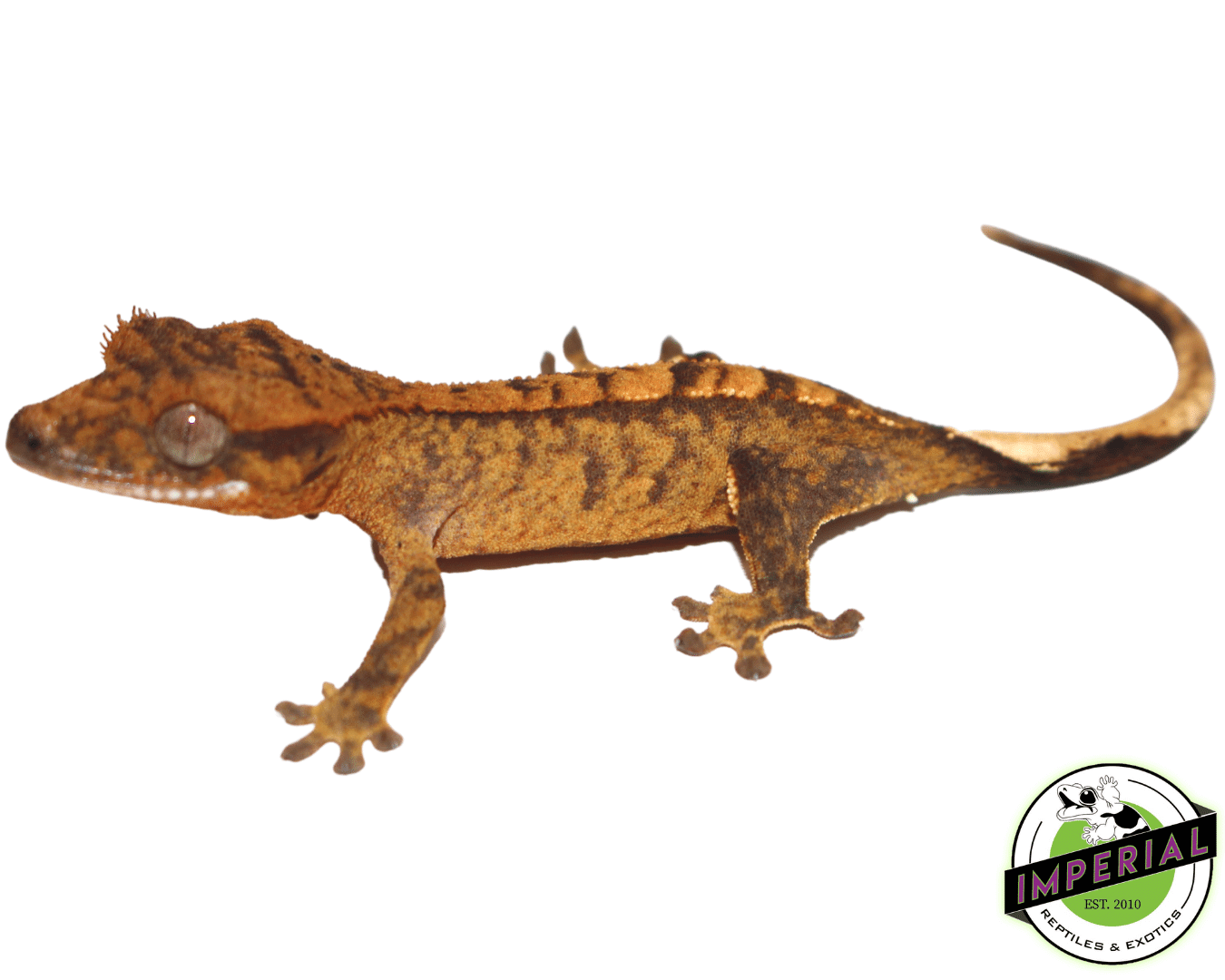 Harlequin Crested Gecko — image 2