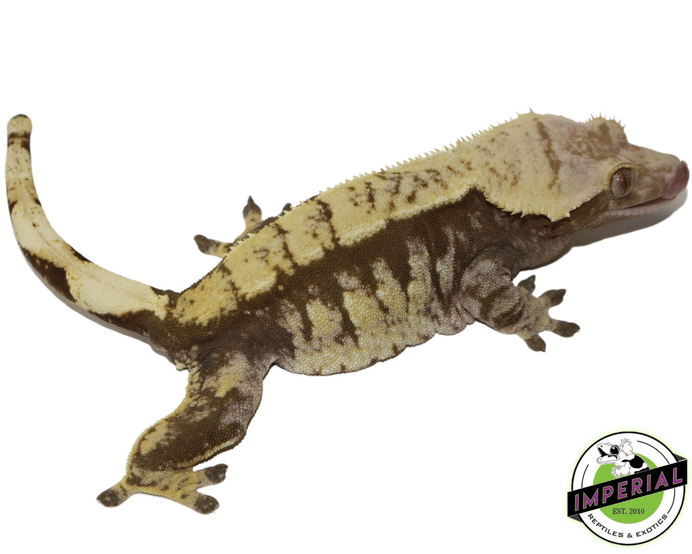 Harlequin Pin Crested Gecko Adult Female — image 2