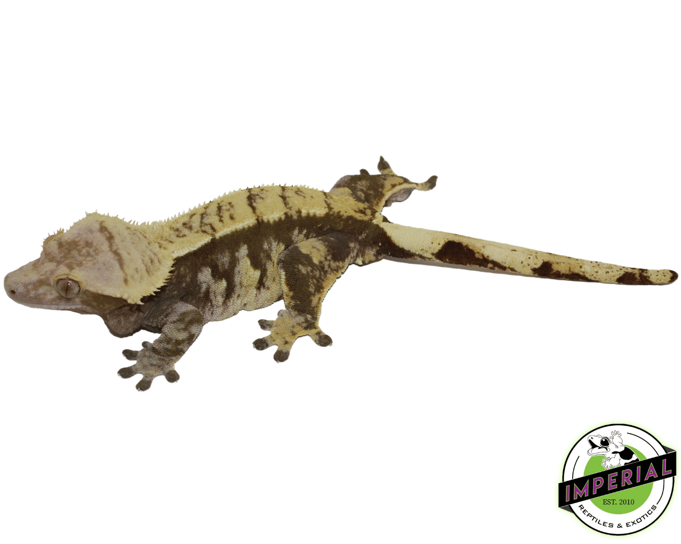 Harlequin Pin Crested Gecko Adult Female