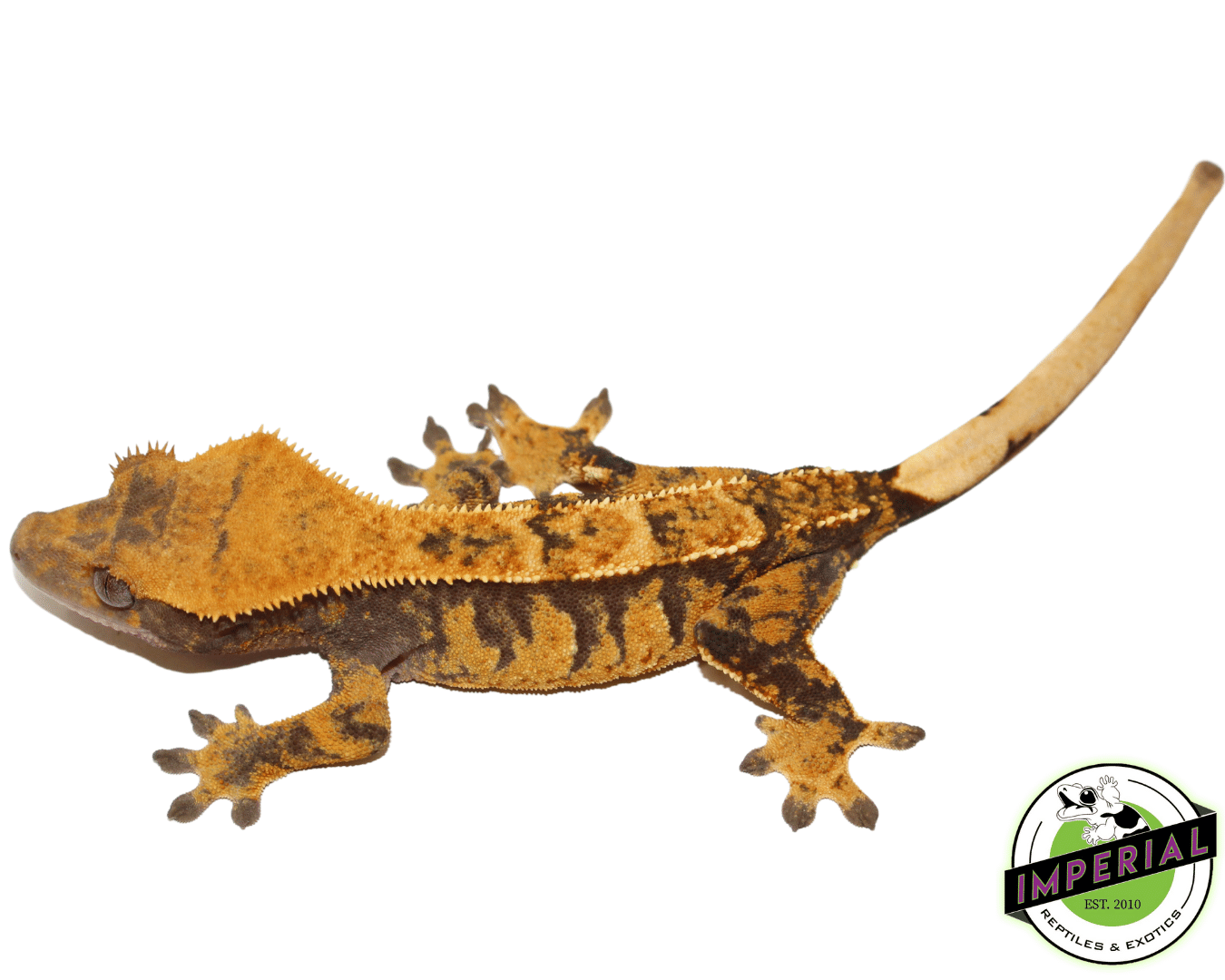Harlequin Tri-Color Crested Gecko Adult Female (#12324-07) — image 2
