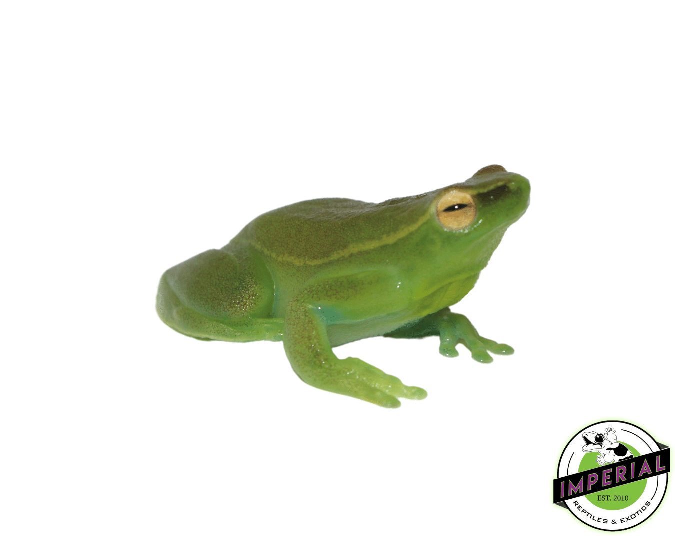 Hatchet Face Tree Frog