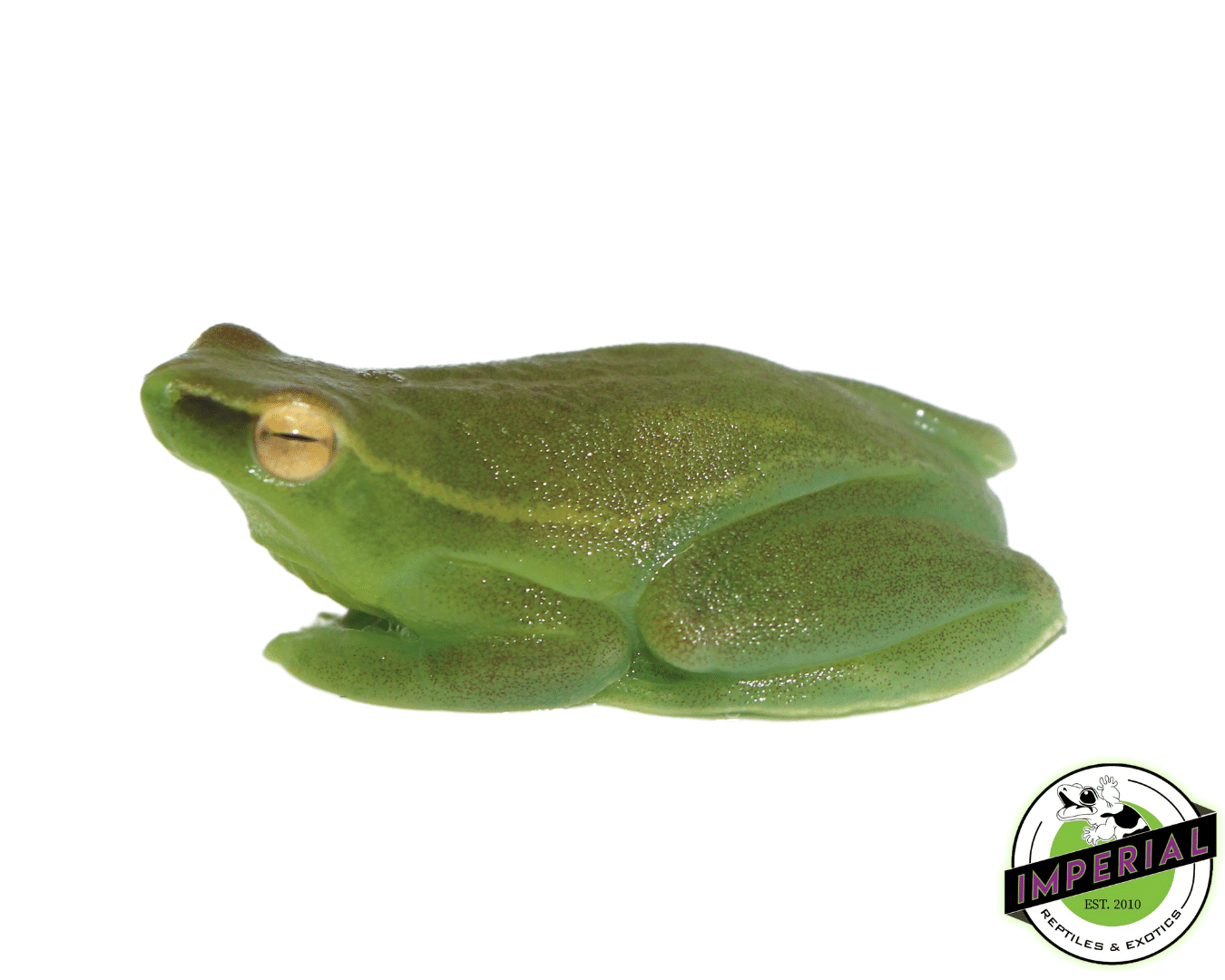 Hatchet Face Tree Frog — image 2