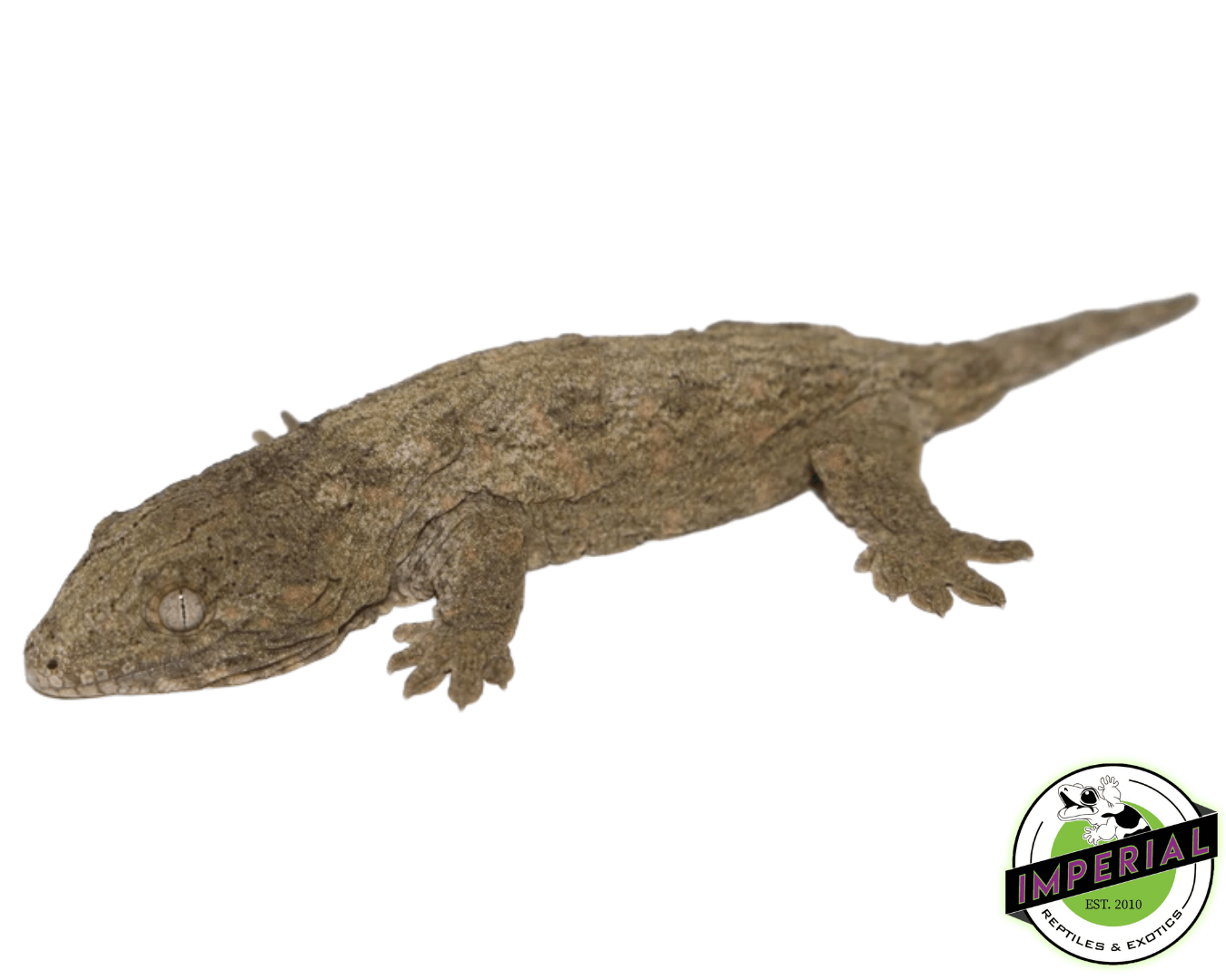 HC Nuu Ami Leachianus Gecko Baby