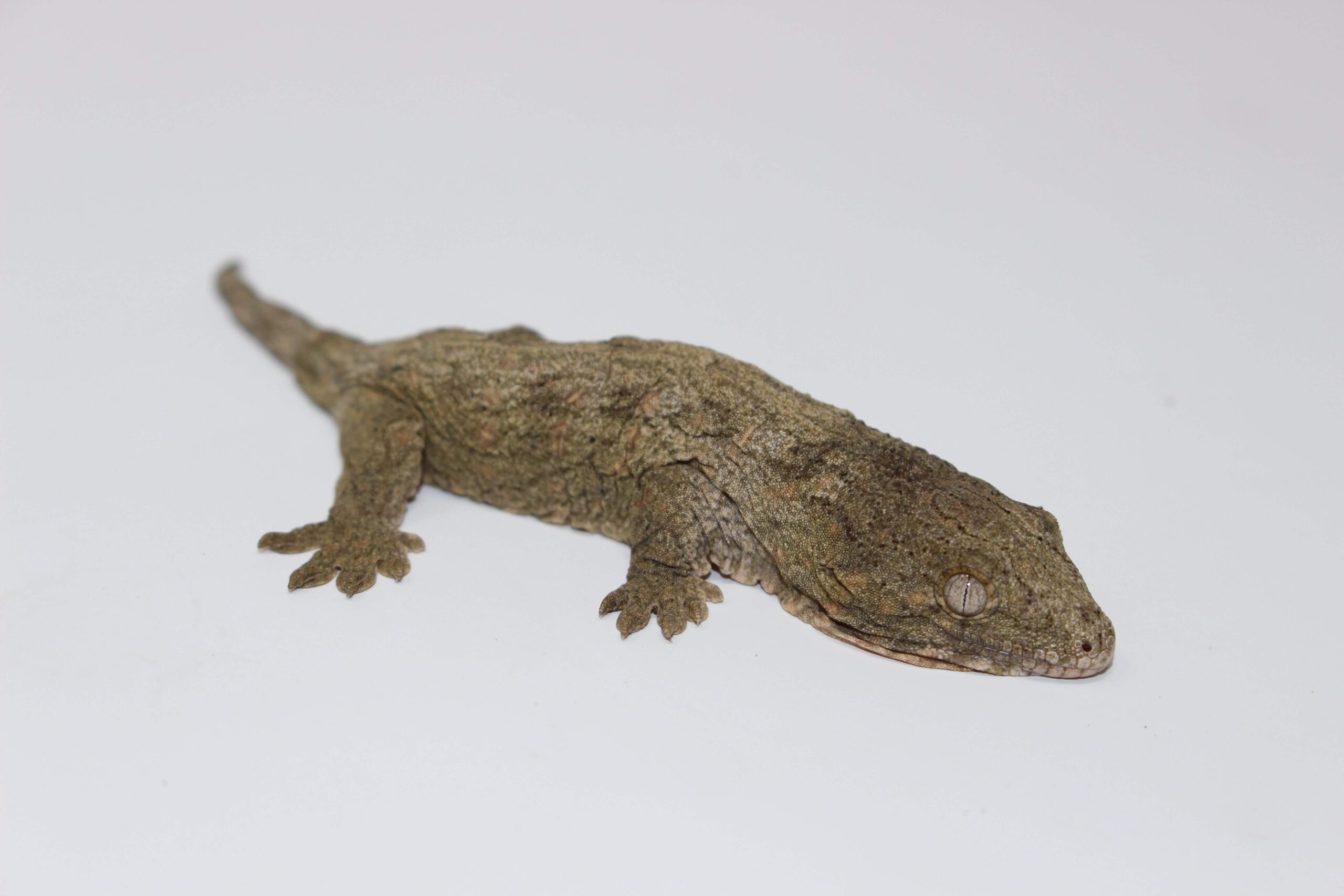 HC Nuu Ami Leachianus Gecko Baby — image 2