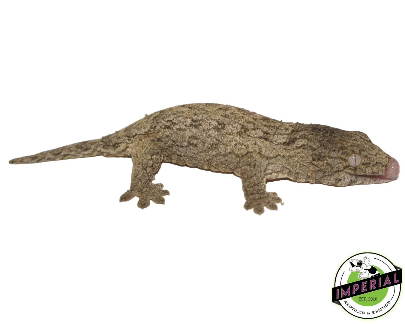 HCX Leachianus Gecko Baby