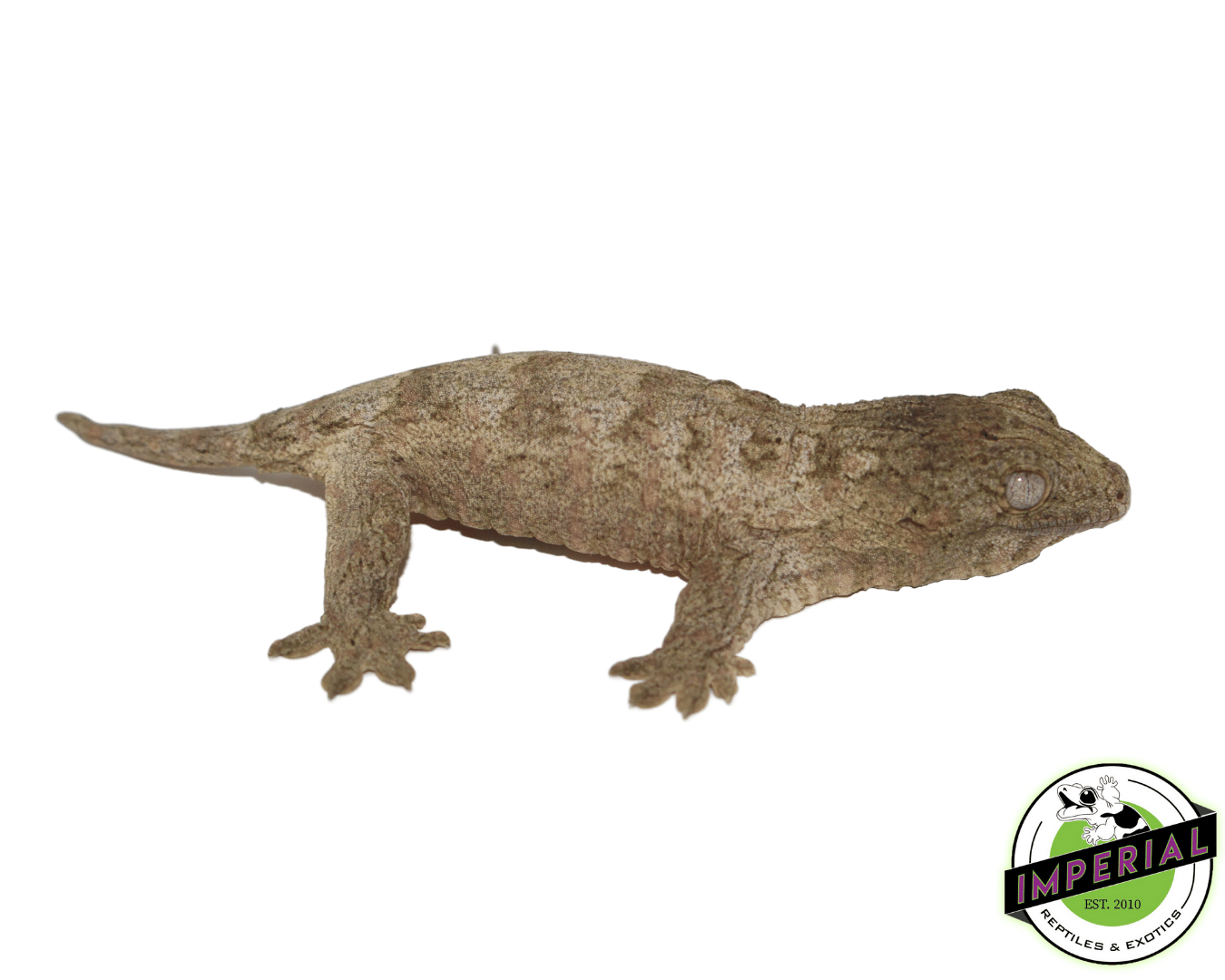 HCX Leachianus Gecko Baby — image 2