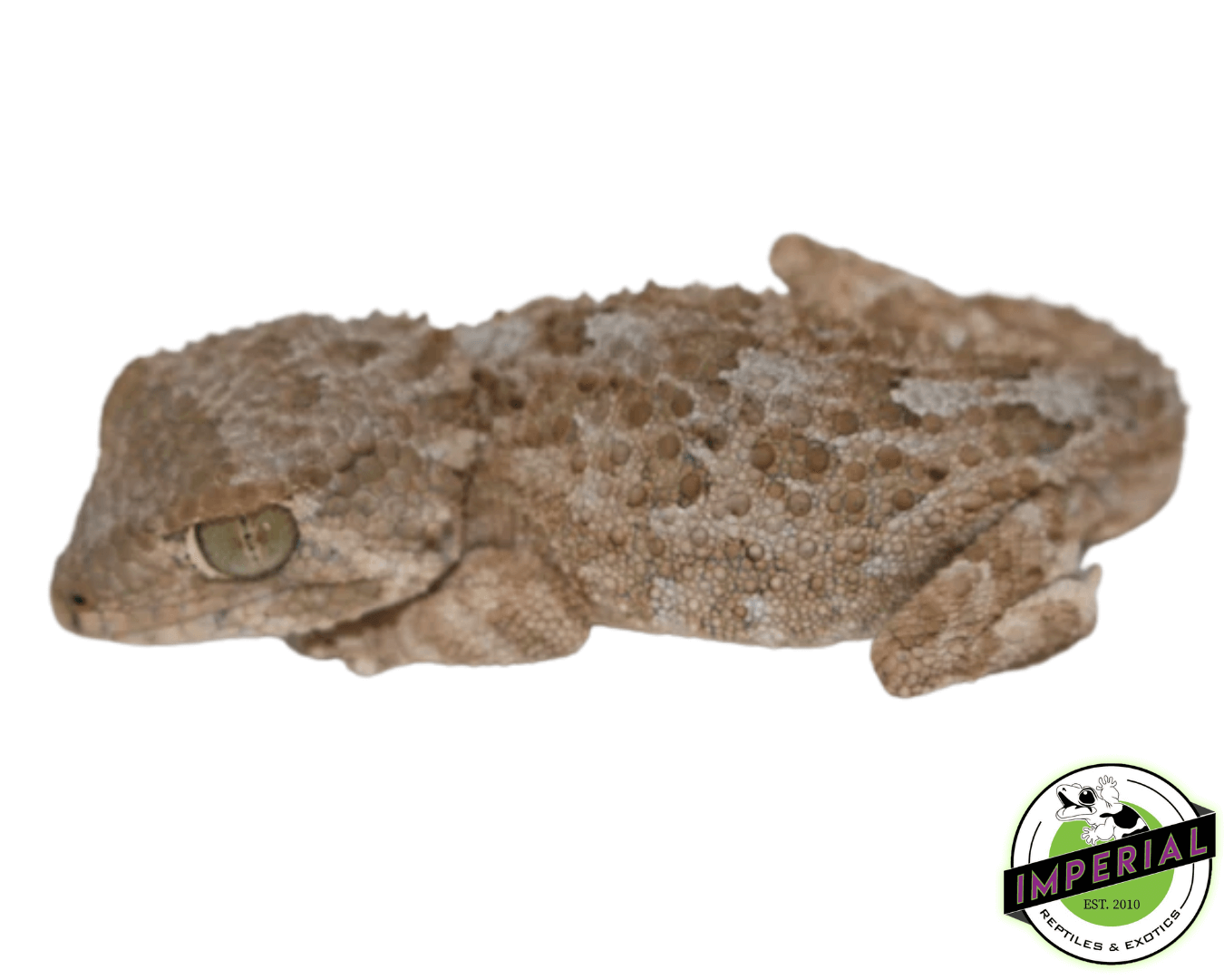 Helmeted Gecko
