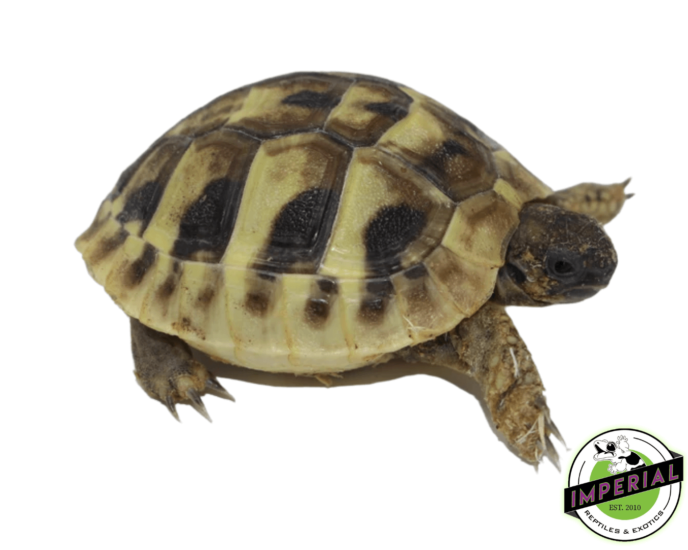 Hermann’s Tortoise Baby
