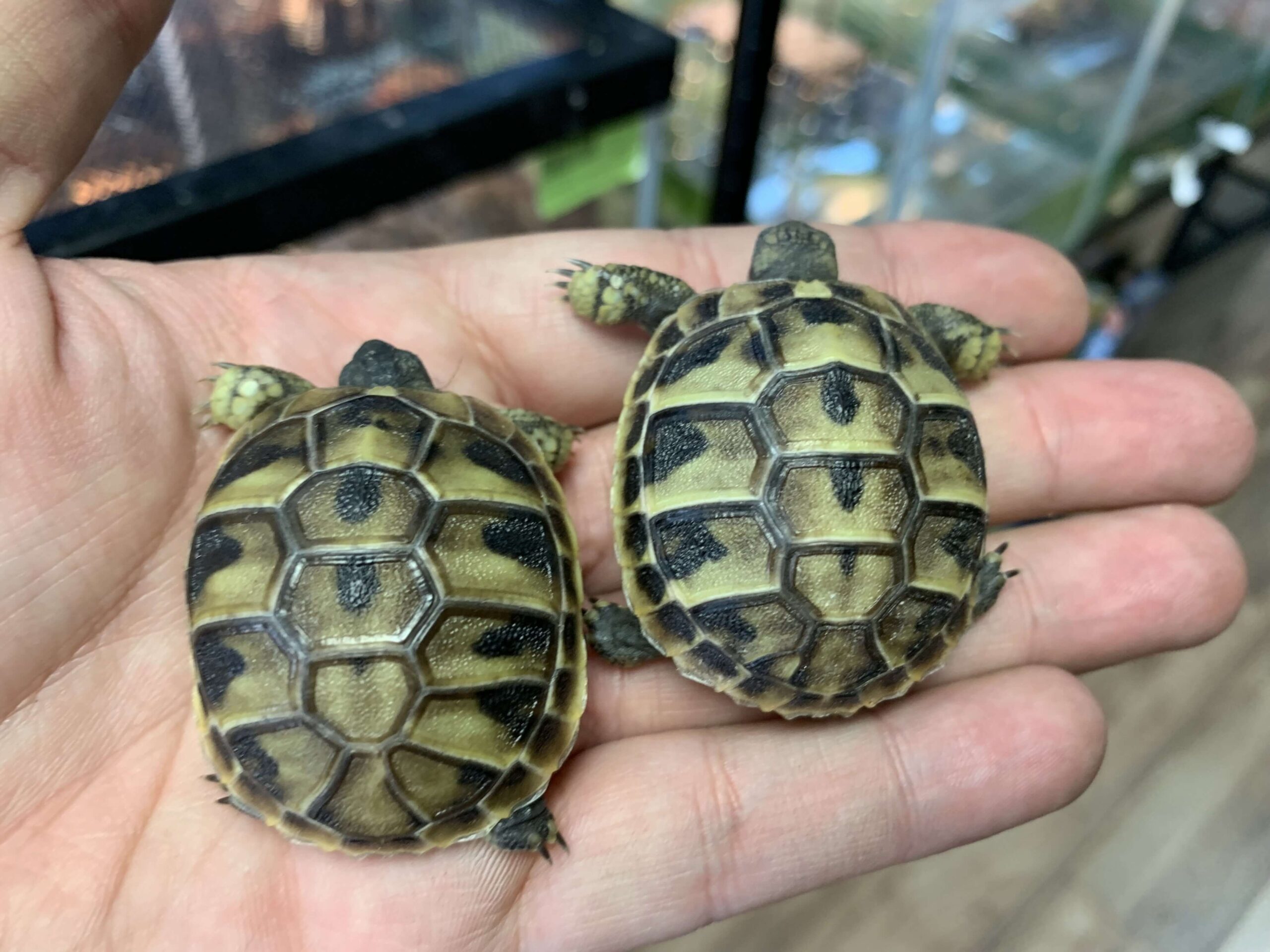 Hermann’s Tortoise Baby — image 2