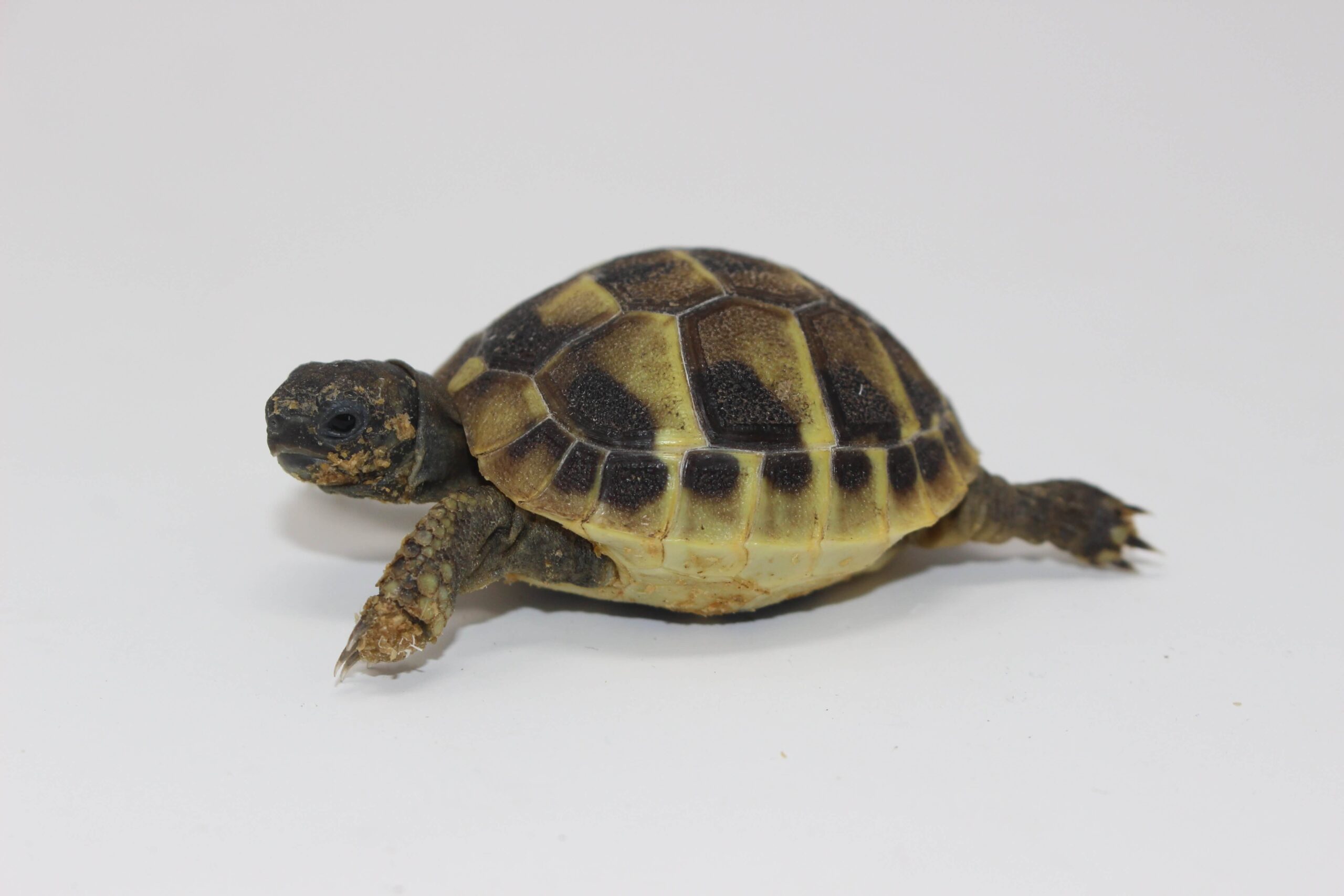 Hermann’s Tortoise Baby — image 3